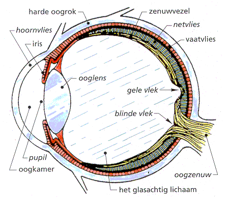 Oog